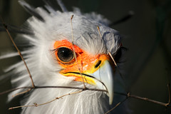 Raubvögel - birds of prey