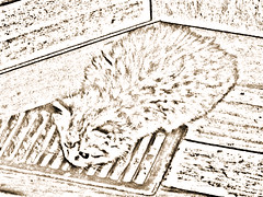 Cute New Kitten Pencil Sketch Sepia 006