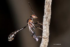 Gasteruptiid Wasp