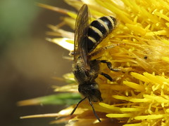 Sweat Bees - Halictidae