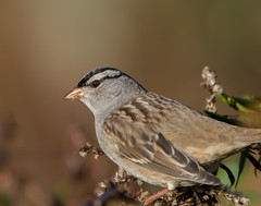 White-Crowned Sparrows