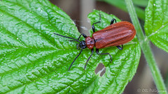 Coleoptera: Pyrochroidae of Finland