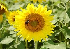 10-07 Sunflowers