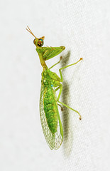 Mantisflies (Mantispidae)
