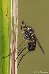 Diptera: Brachycera: Dolichopodidae