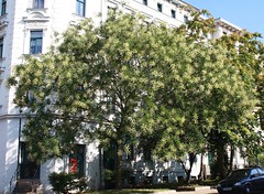 Styphnolobium japonicum - Japanischer Schnurbaum