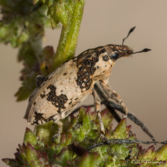 Coleoptera: Curculionidae of Finland