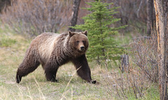 Wild Life Around Banff and Jasper National Parks, Alberta