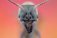 Formiga (Ants)