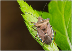 Primorskii Kray: Hemiptera