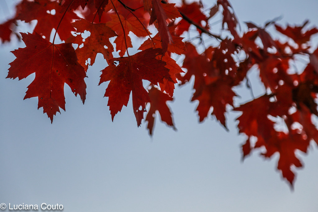 Fall at Toronto