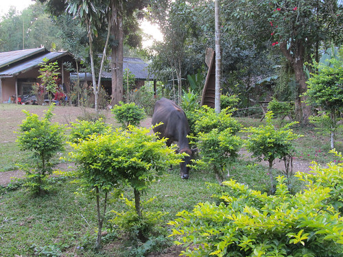 Muang Ngoi: Madame la vache vient, en toute liberté, brouter dans le jardin de notre guesthouse
