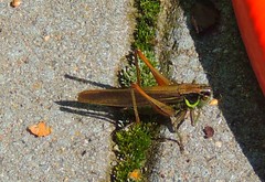 grasshoppers in my garden - Heuschrecken in meinem Garten