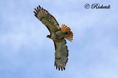 buse à queue rousse- red tailed hawk