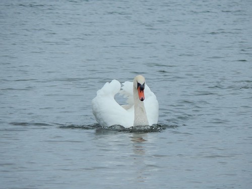 Swan. Thrybergh Country Park.