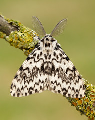 UK Moths