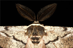 African Moths