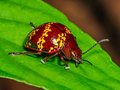 Leaf Beetles (Chrysomelidae)