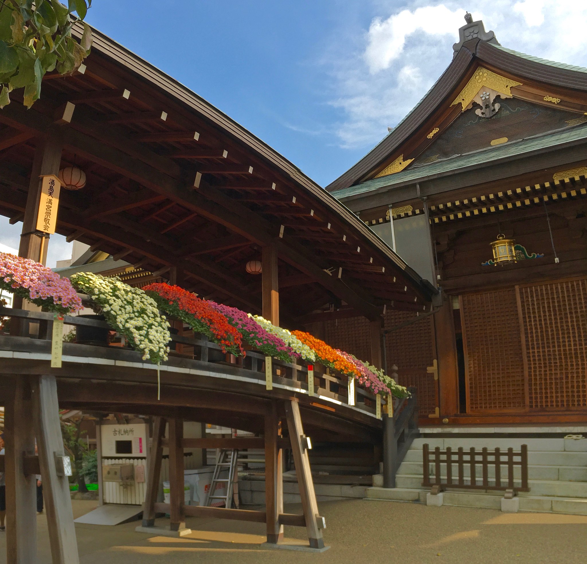 Kiku Matsuri at Yushima Shrine