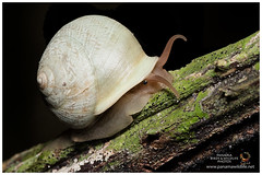 Snails / Caracoles / Caramujos