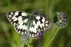 British butterflies: aberrations
