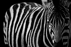 Animals In Black & White