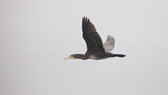 Great Cormorant - Phalacrocorax carbo - Dílaskarfur