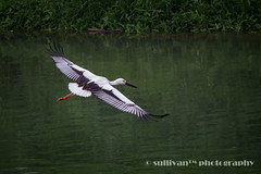 東方白鸛 Oriental White Stork