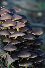 Paddestoelen / Fungi