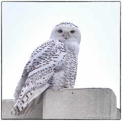 owl, Snowy