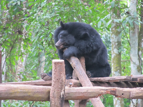 Luang Prabang: le centre de protection des ours