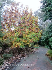 Fall/Winter 2015 at Lewis Ginter Botanical Gardens