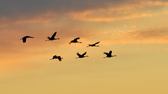 Bird Migration - Cranes