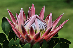 South African Flowers