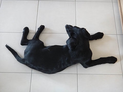 Ike the Black Labrador