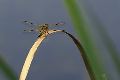 Libellen en juffers - dragonflies and damselflies