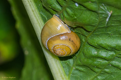 UK Mollusca