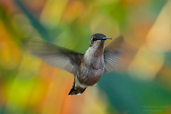 November Hummingbird