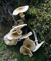 2015: séjour champignons en Corrèze