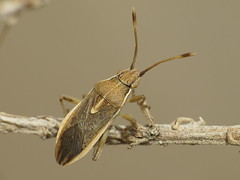Rhopalidae