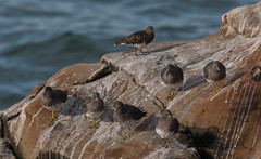 Surfbirds and a Black Turnstone