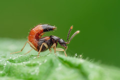 隱翅蟲 Staphylinidae