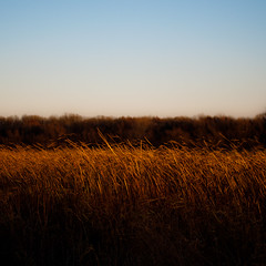 Wetland Prairie Landscape