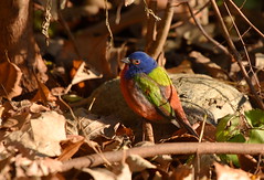 Painted Bunting @ Prospect Park 2015-12-07