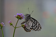 Butterflies 2010