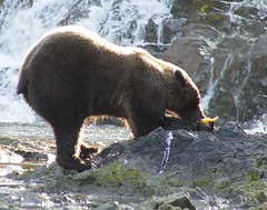 Brown Bear aka Grizzly