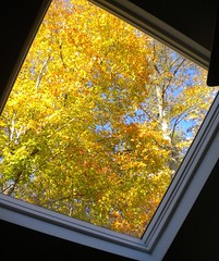 Fall colors, 11/2016