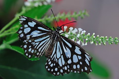 Butterflies 2009