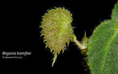 Begonia kiamfeei (Begoniaceae)