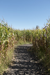 A Maze In Corn